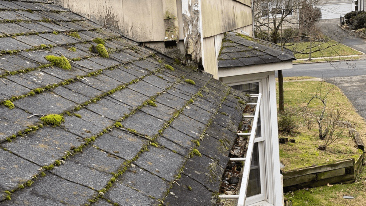 Moss on roof and side of house rotting