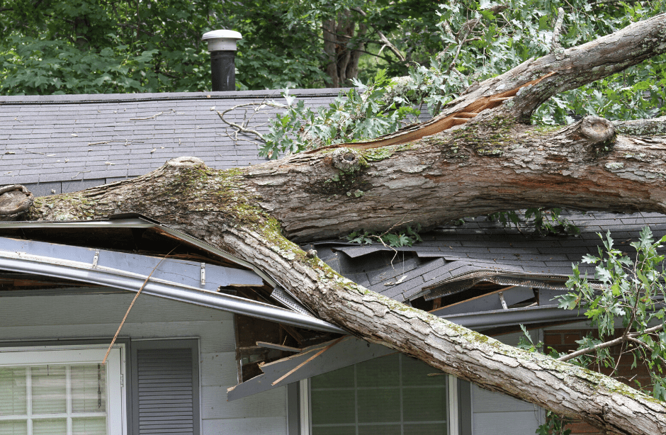 What to Do About Tree Damage